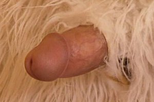 chinese teen hd